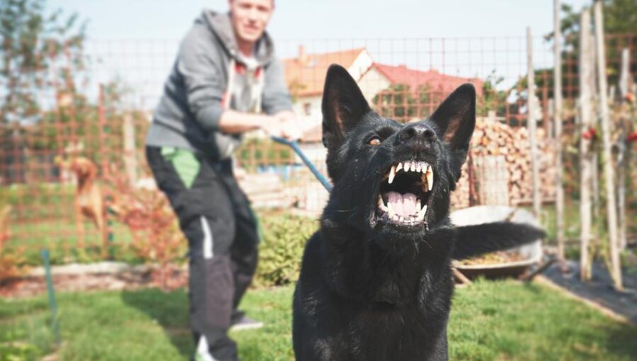 Average Dog Bite Settlement Amounts 2023 – Forbes Advisor
